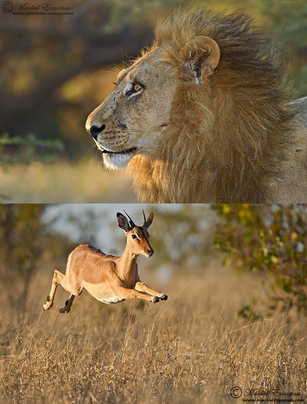 a lion (above) and a leaping impala (below)