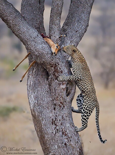 a leopard ascends a tree to find its kill