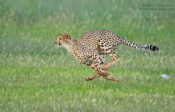 running cheetah wildlife photography example