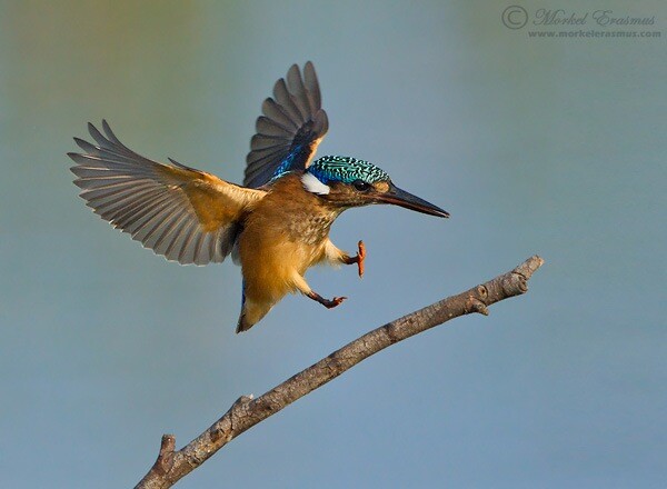 landing kingfisher wildlife photography example