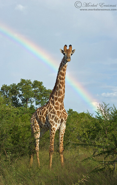 giraffe with a rainbow in the background wildlife photography