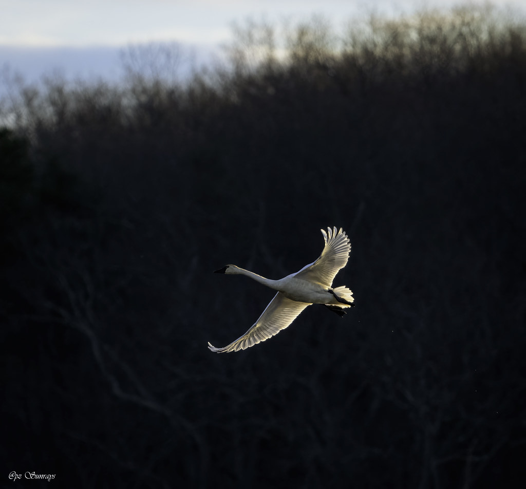 Tundra Swan