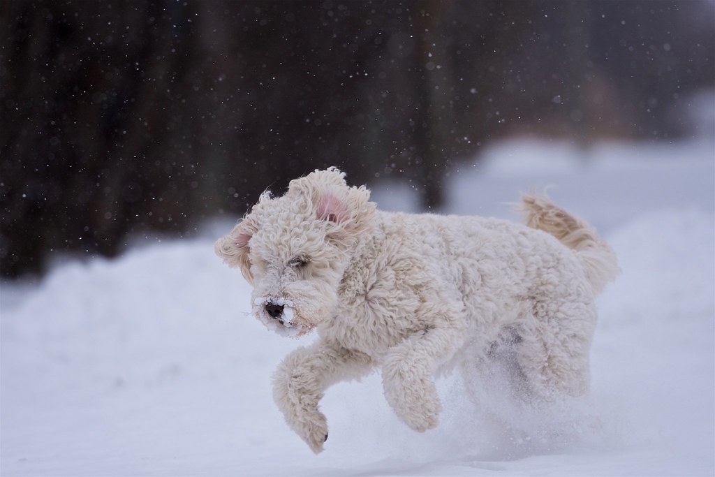 Happy snow day