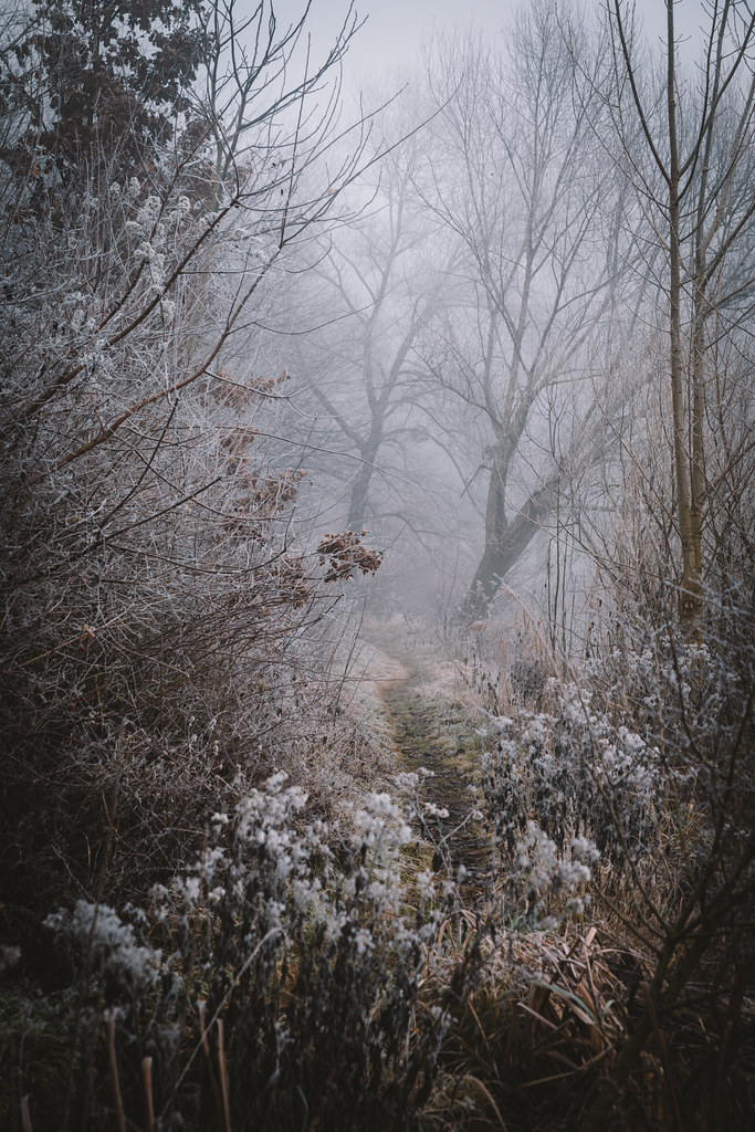 Foggy path