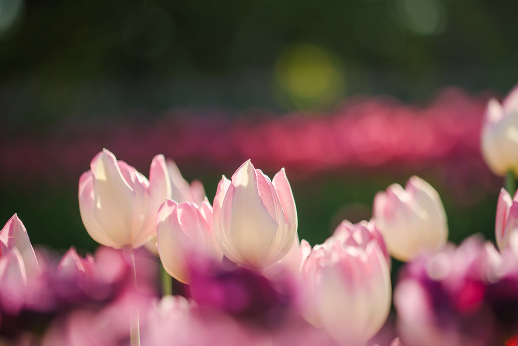 Winter pink tulips