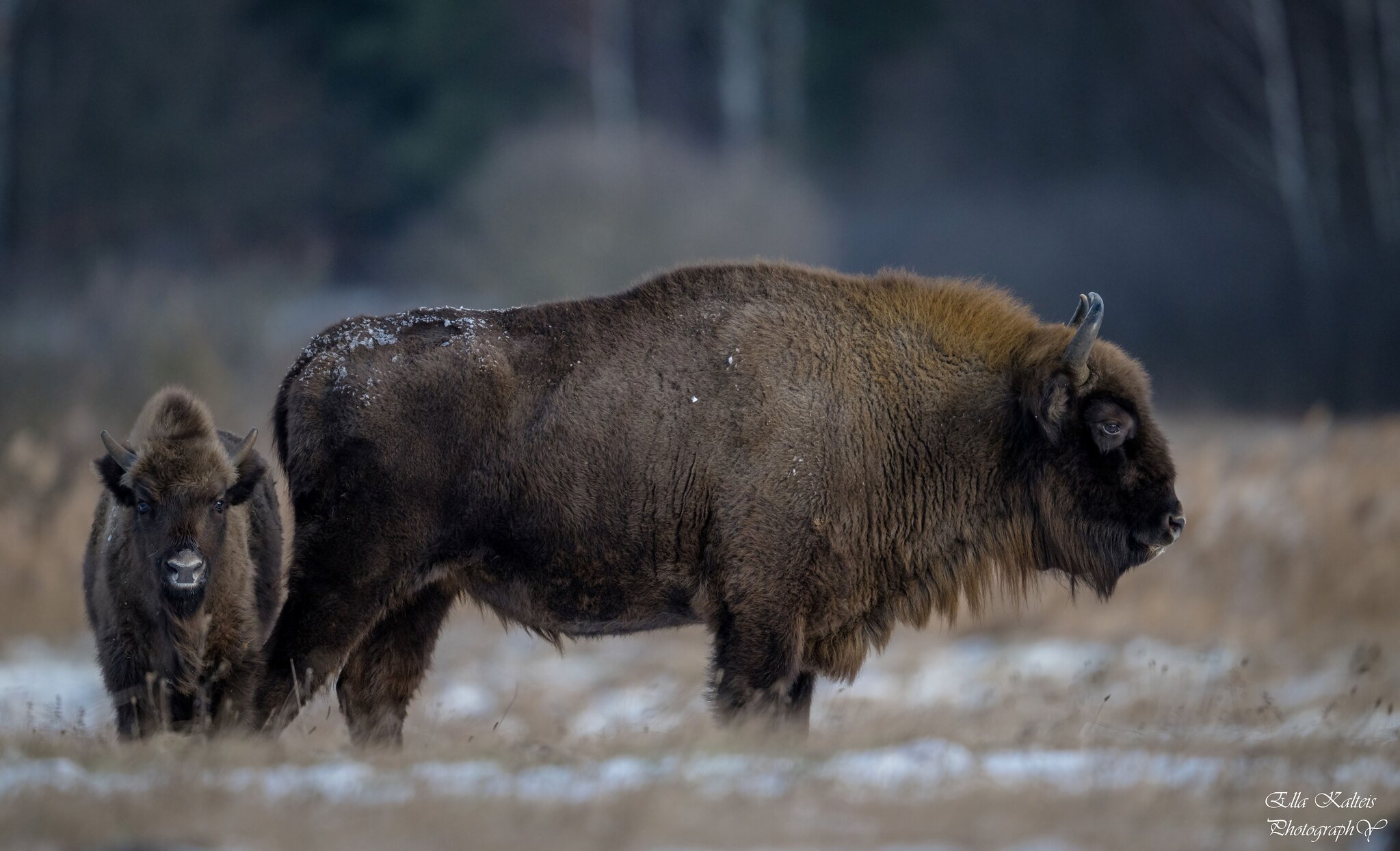 Wilde Bison