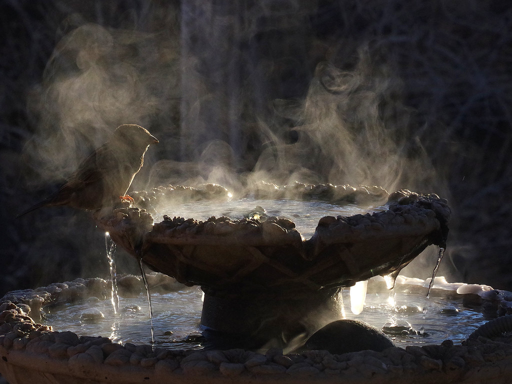 Freezing morning on a bird fountain. (- 15*C; + 5*F. The fountain has a water heater.)