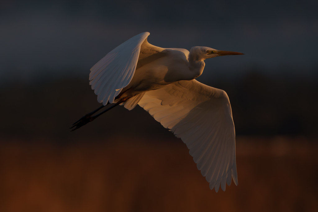 Great White Egret