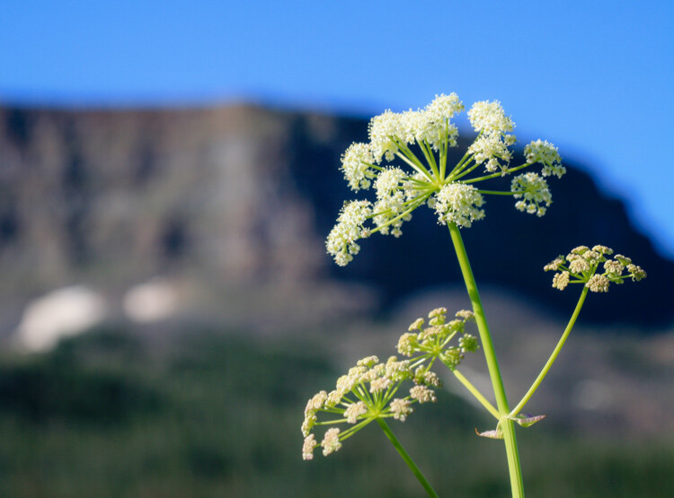 Wide-angle vs telephoto lenses