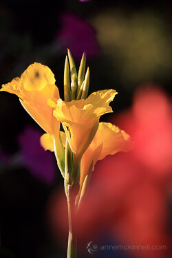 Impressionist photography