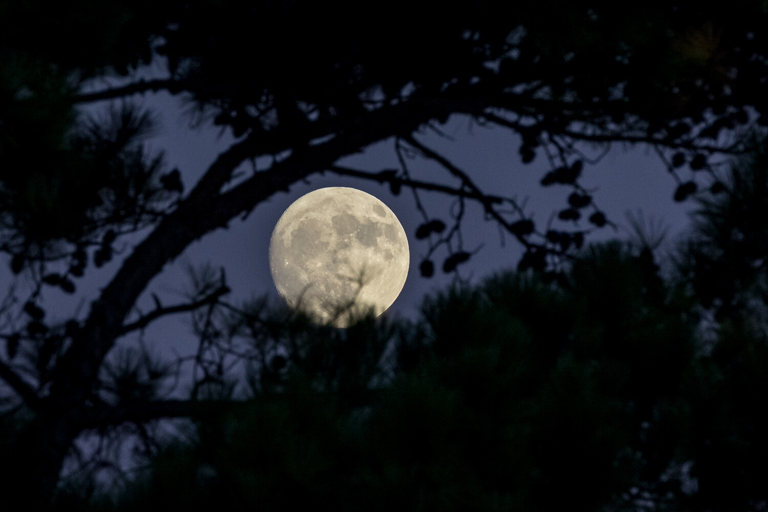 Moon Photography Settings Moon Behind Trees