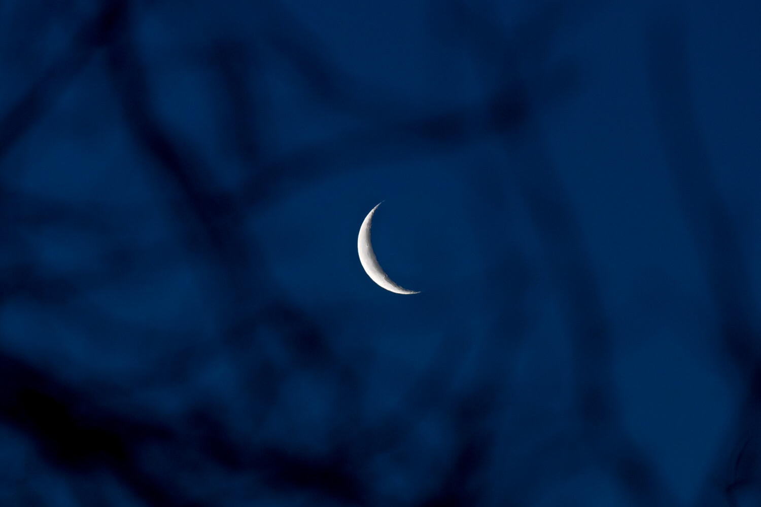 Crescent Moon with Trees in Foreground