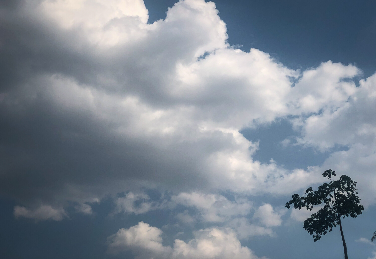 tree and clouds