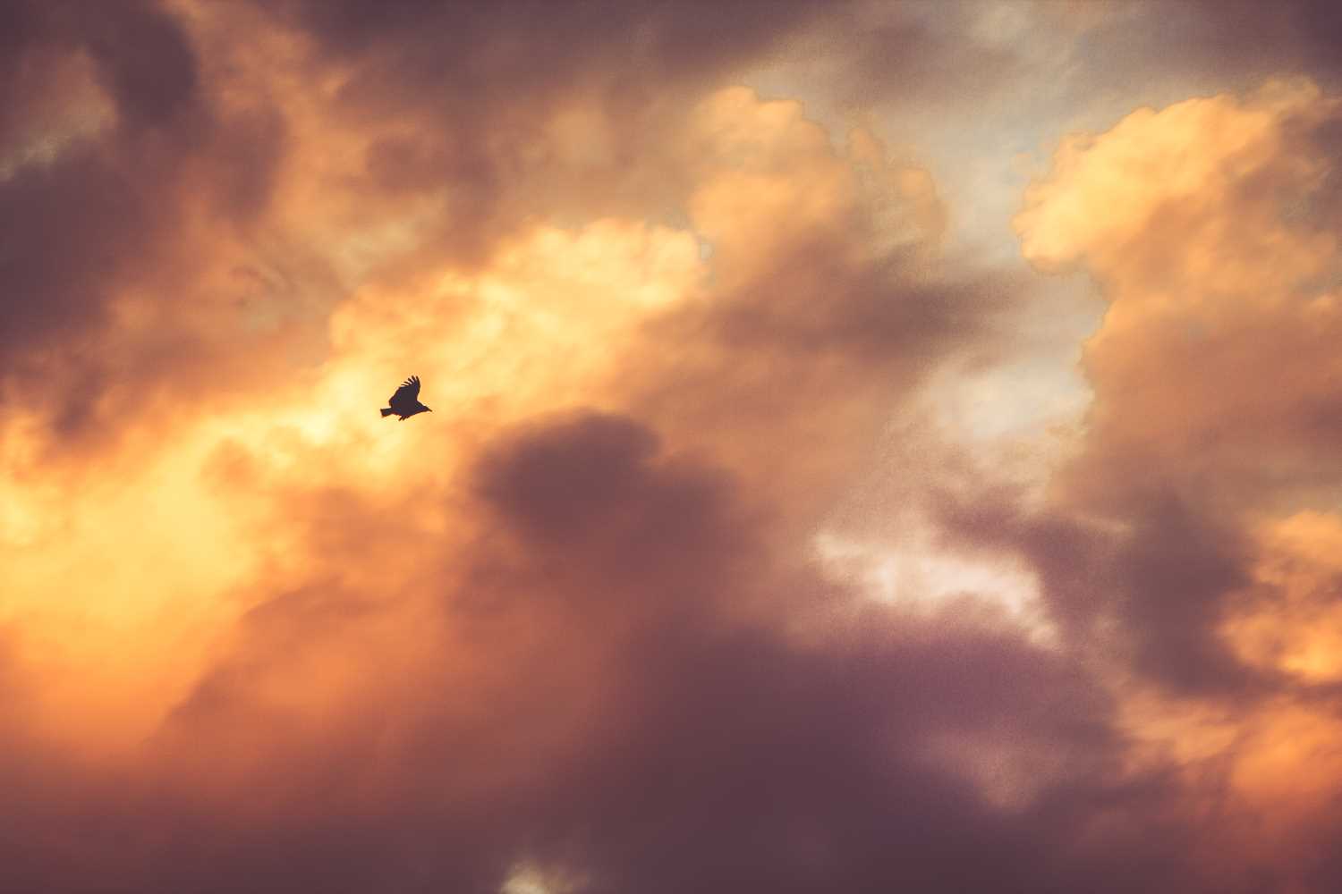 negative space bird flying sunset