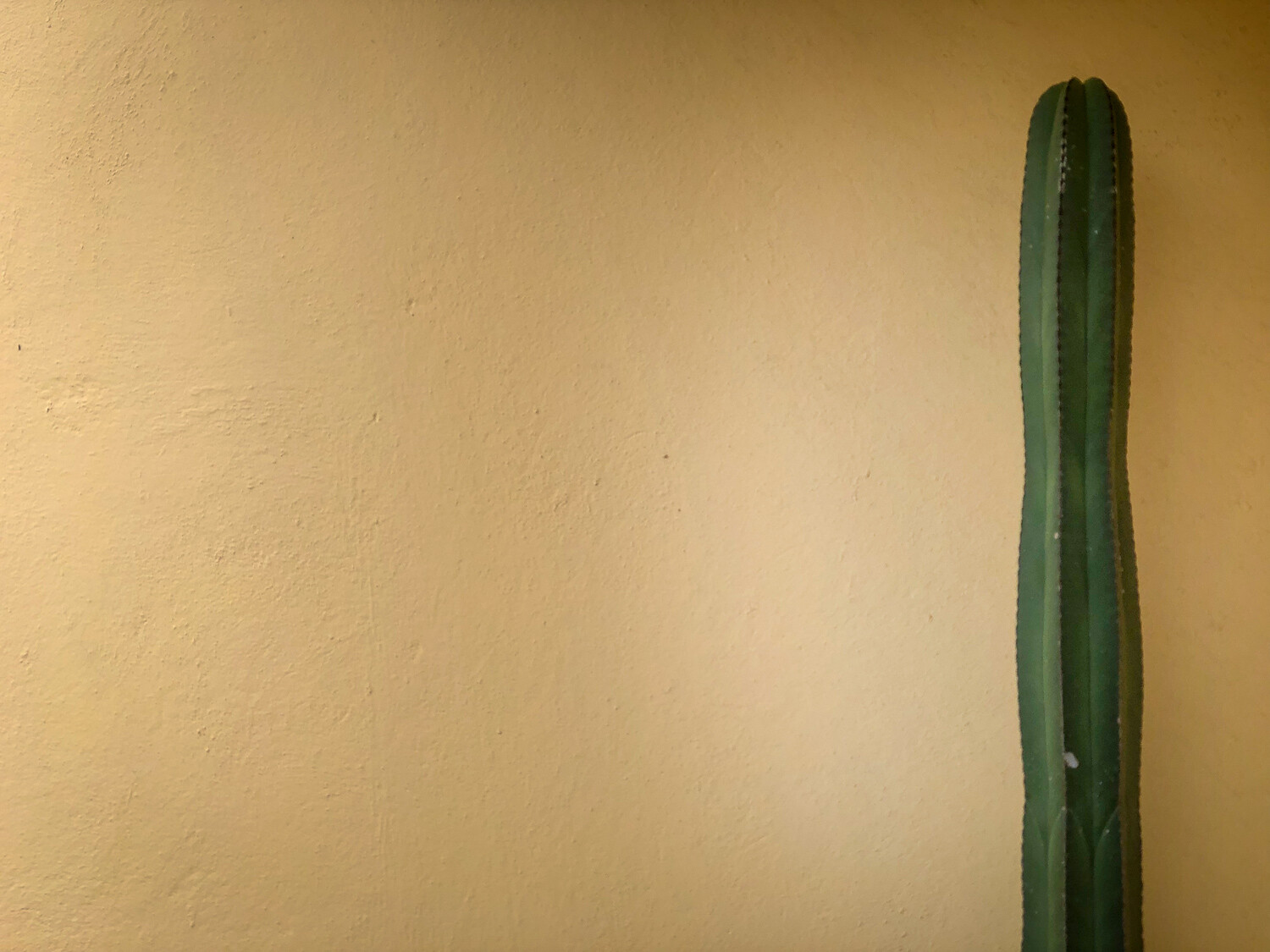 cactus against a blank wall