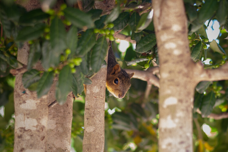 squirrel photographed in Program mode