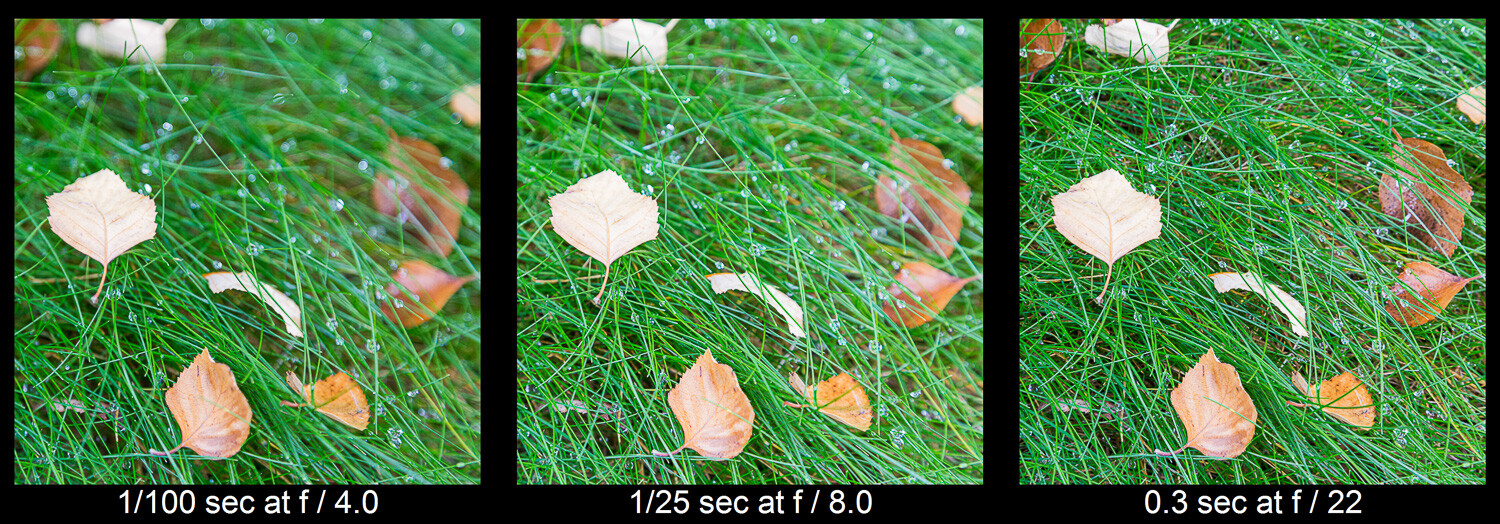 exploring depth of field with leaves in grass