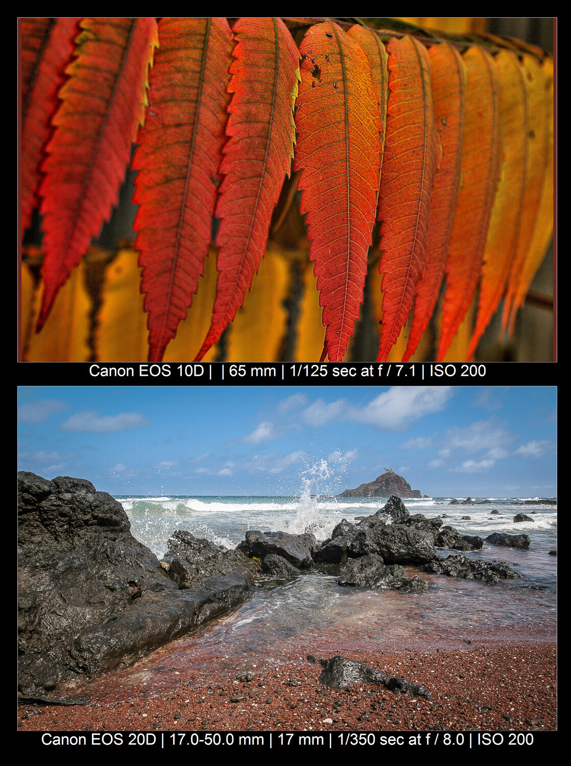 leaves and beach photos