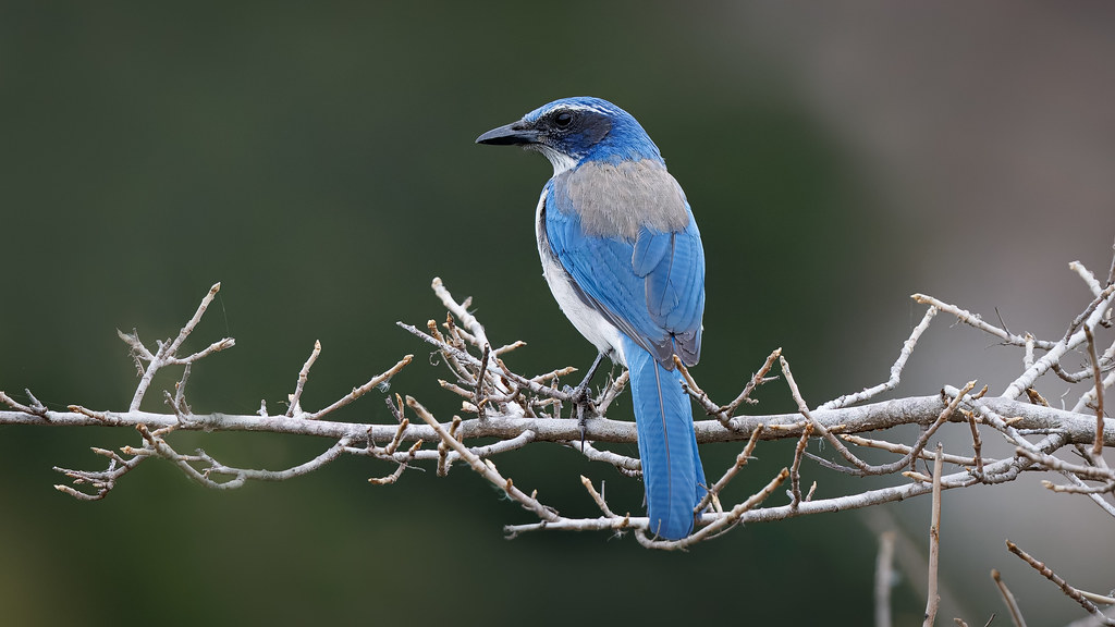 A California Scrub Jay in the countryside