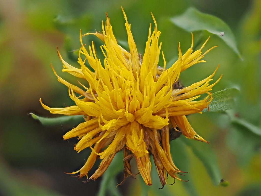 Flower in Botanical Garden Utrecht on 12-11-2023