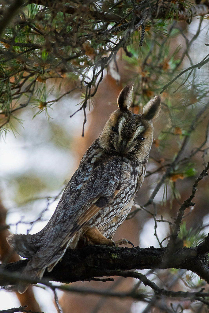 Long-eared owl (Asio otus)