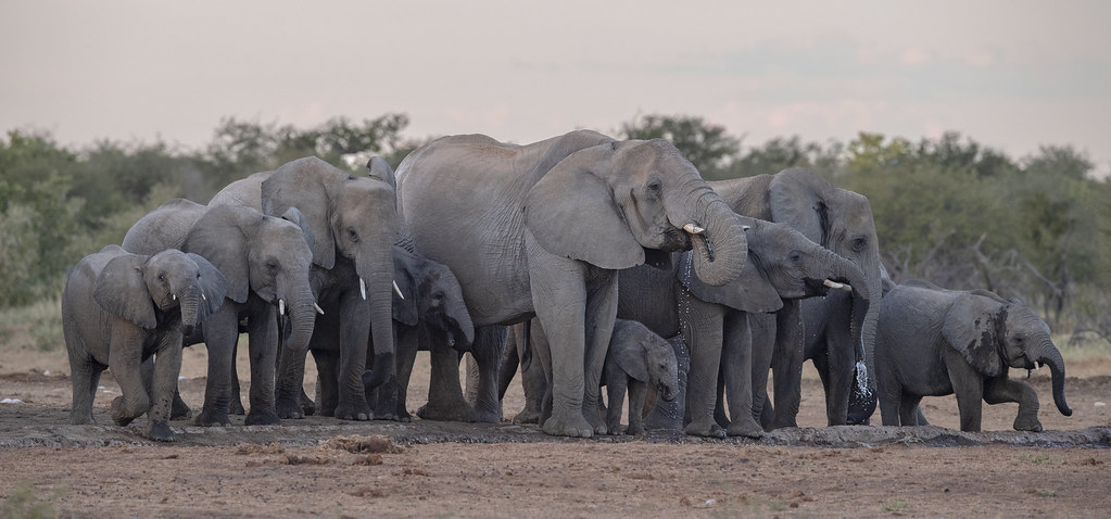 Elephants in Etosha National Park ,Namibia