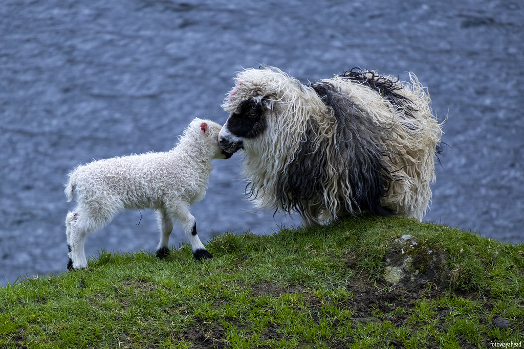 #Beginning at a rough place or parenting at the Faroe Islands