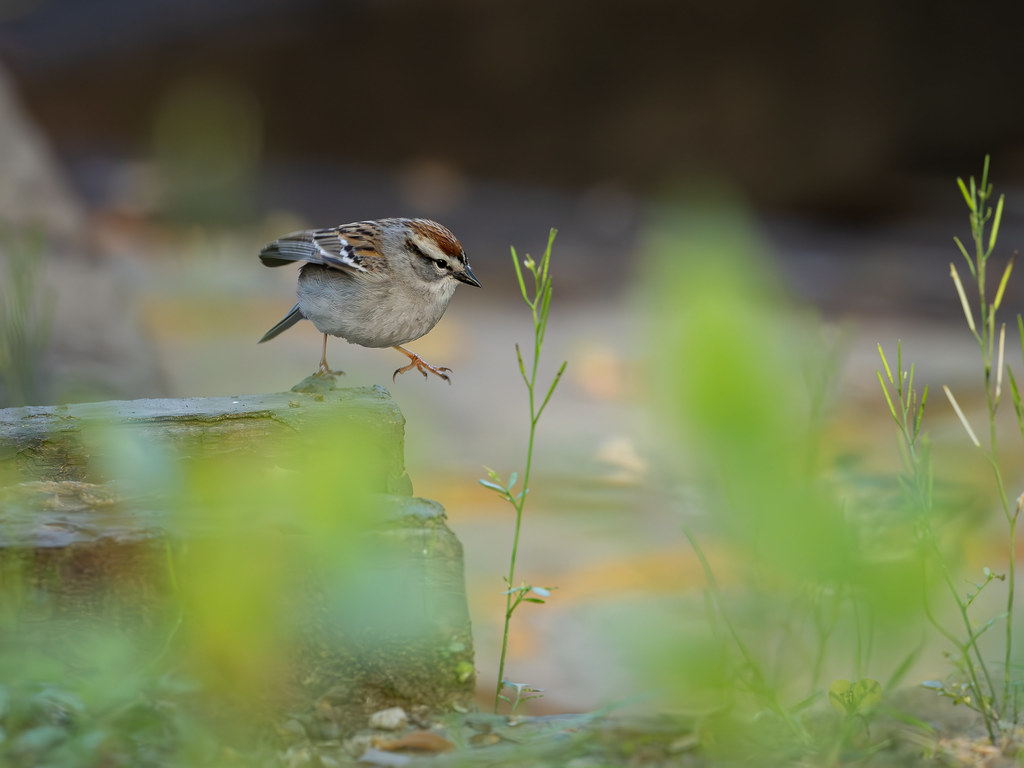 Chipping Sparrow