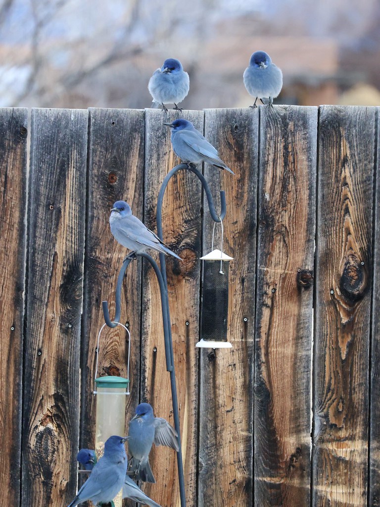 Scrub jay gathering