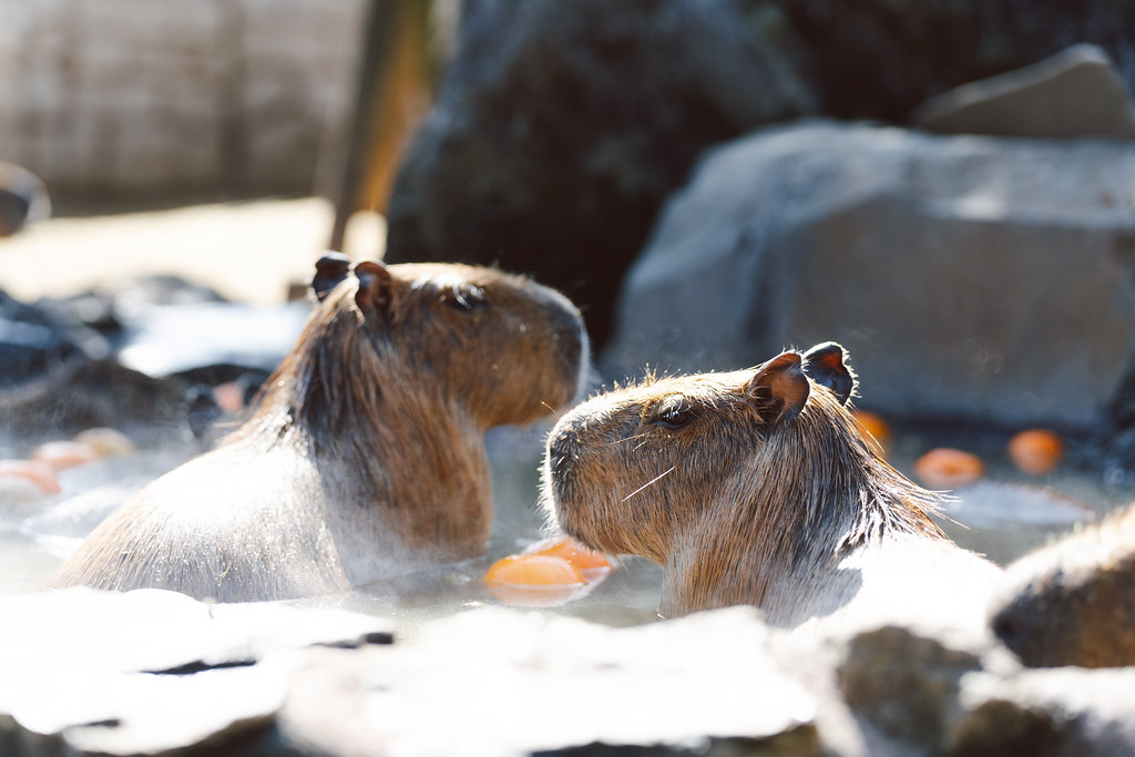 伊豆シャボテン動物公園