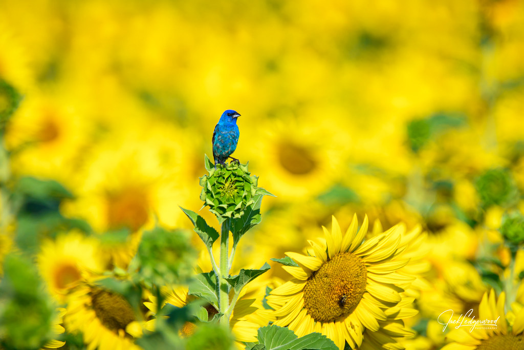 A Splash of Blue