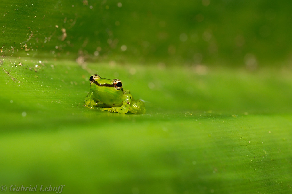 Guibemantis pulcher Malagasy glass frog   0270_DxO.jpg