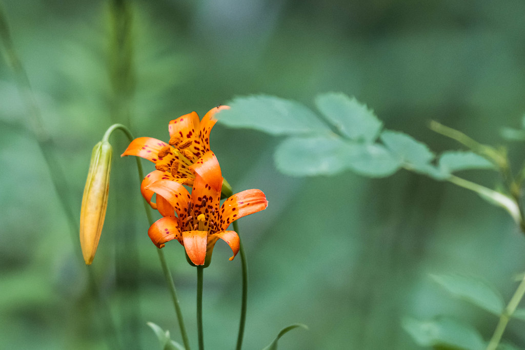 Sierra Tiger Lily
