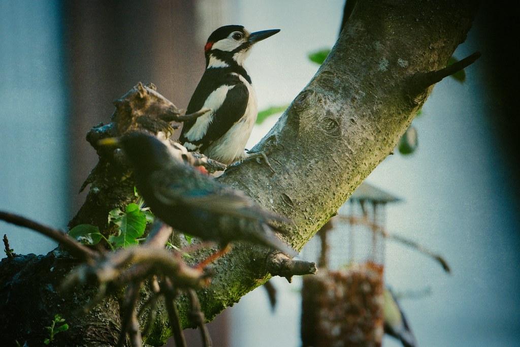 Birds in the home garden.
