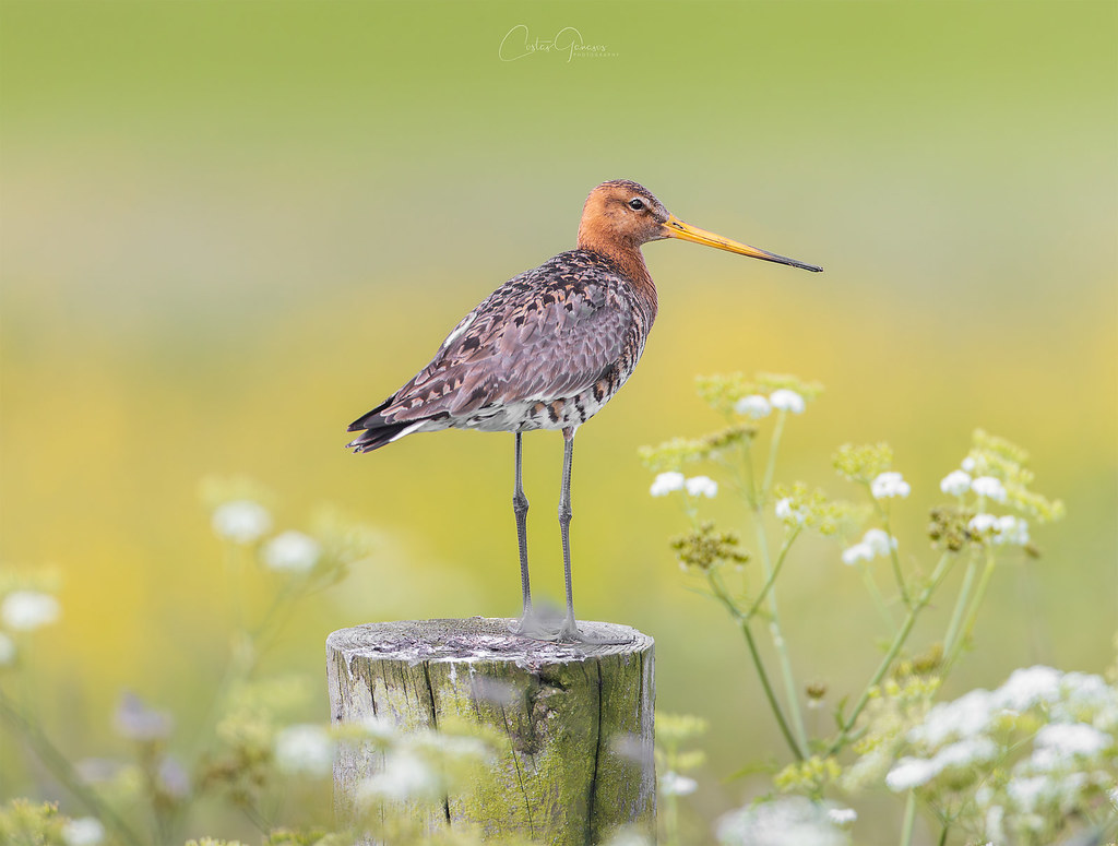 Black-tailed godwit - Grutto