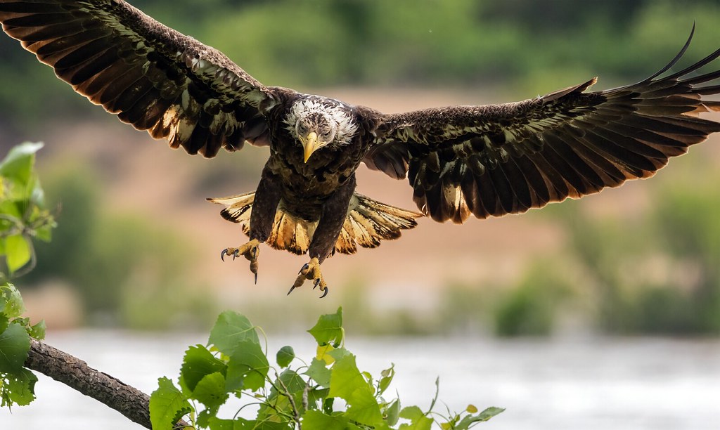 _U0A8747 Gear Down for Landing (Featured in Weekly Snapshot with Flickr Social, 5/9/2025)