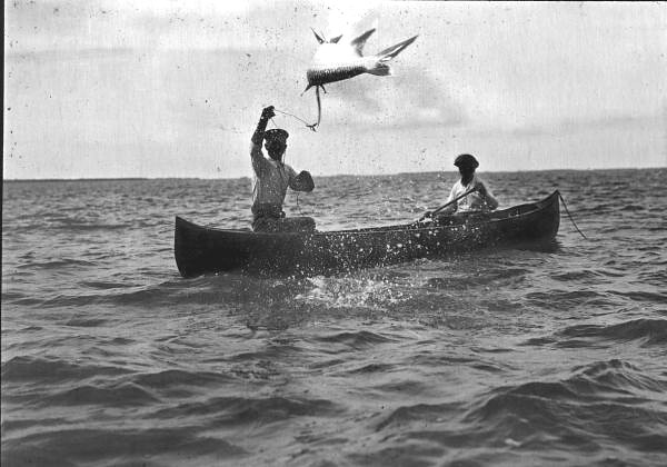 Tarpon jumping