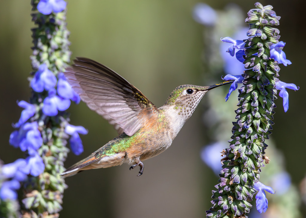 perfect pollinator