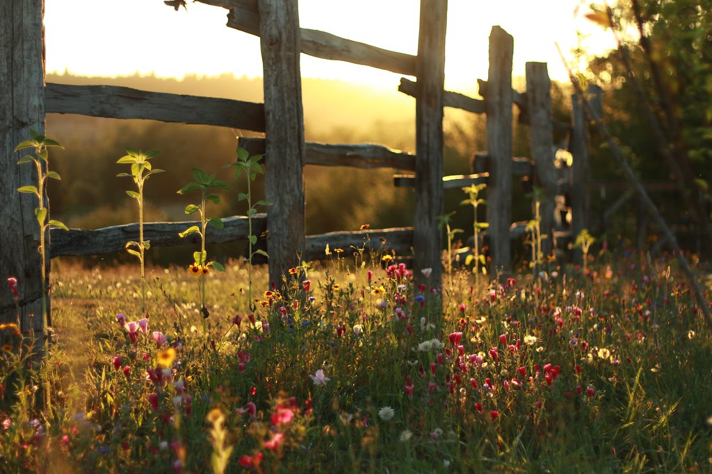 Hodgepodge Of Pollination