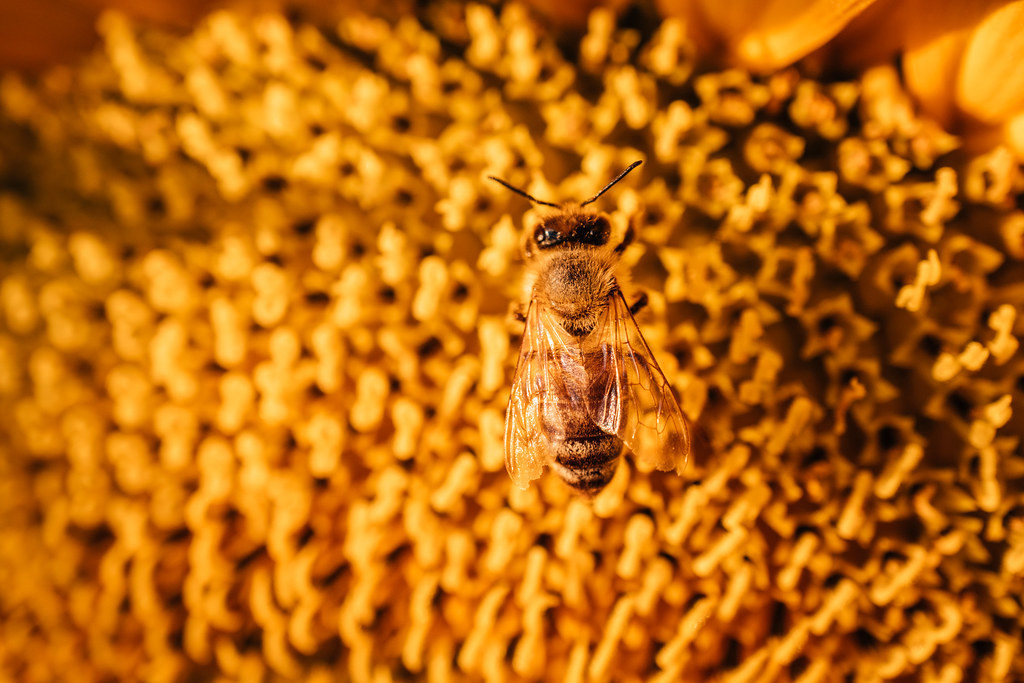 Close-up of a bee on a sunflower
