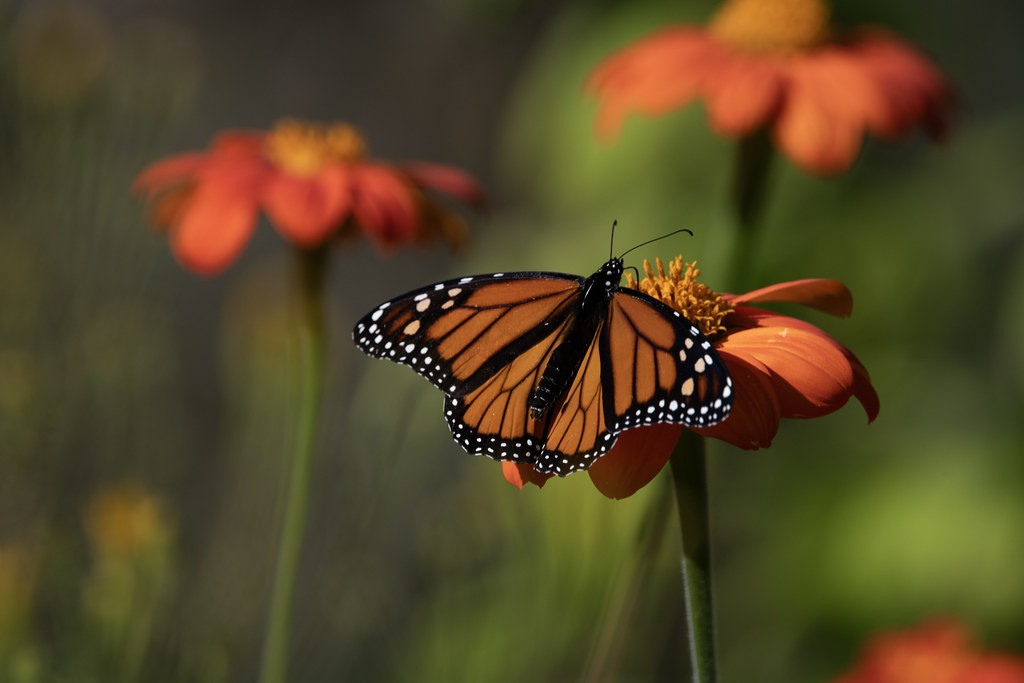 Monarch Butterfly. Natural Bridges, Santa Cruz California