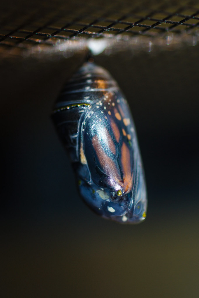Monarch Butterfly (3 of 4)