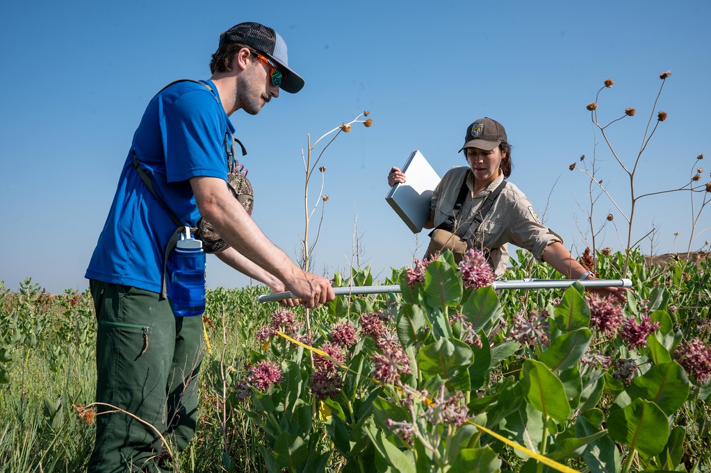 Monarch monitoring and habitat conservation at Buckley Space Force Base in Colorado
