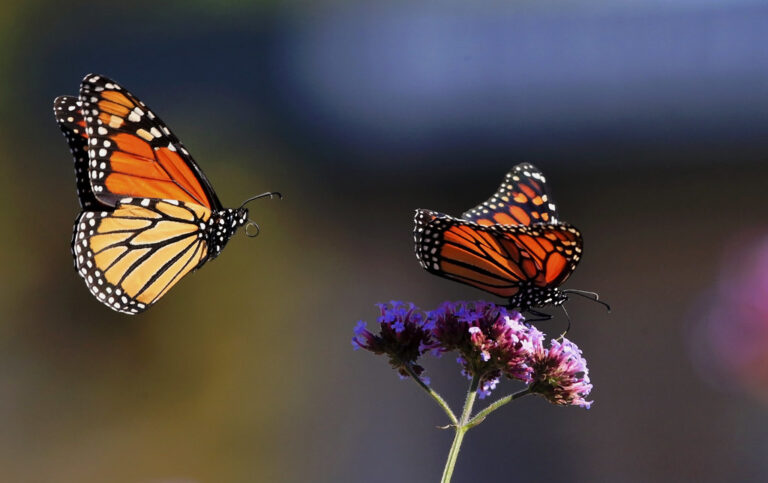 Celebrating Pollinator Week with Flickr