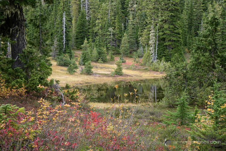 a pond in the woods