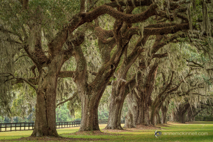 Boone Hall Plantation, South Carolina