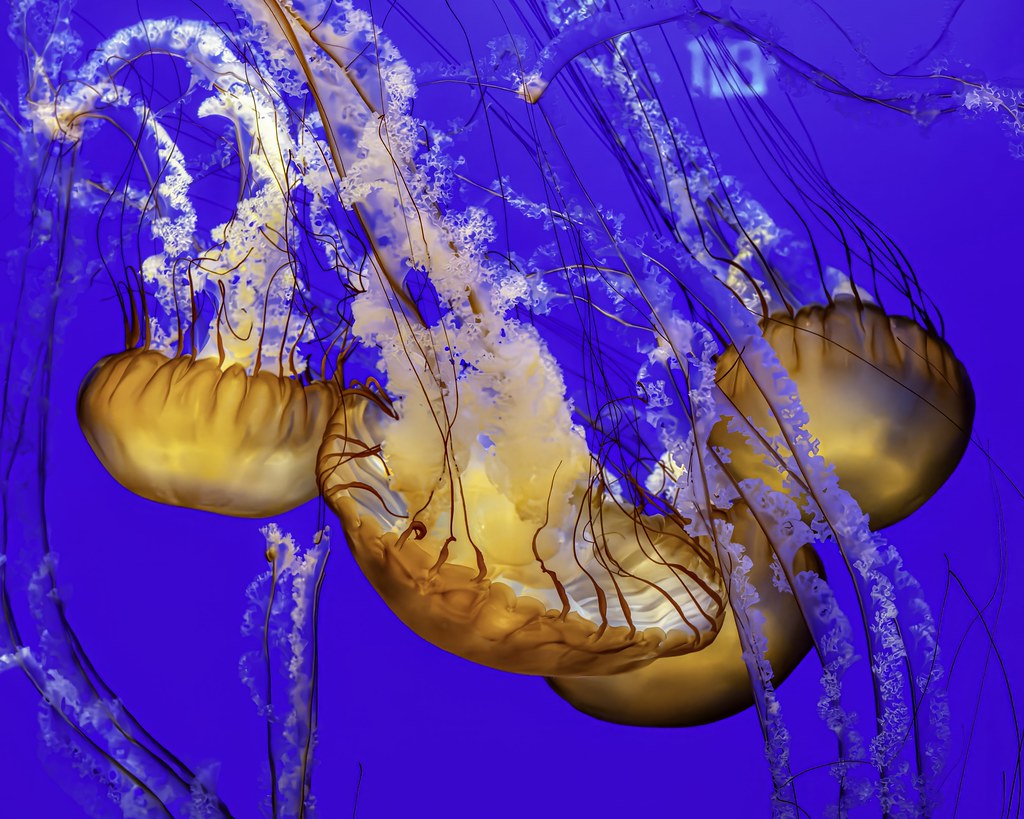 Jellyfish, Monterey Bay Aquarium (In Explore)