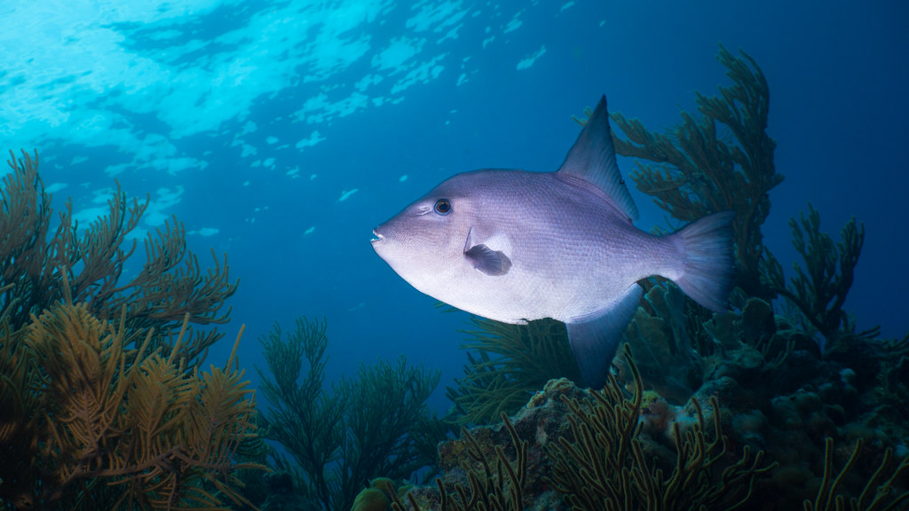 Ocean triggerfish