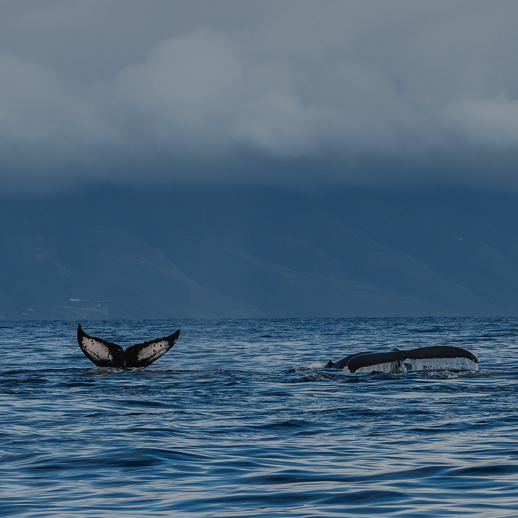 Humpbacks