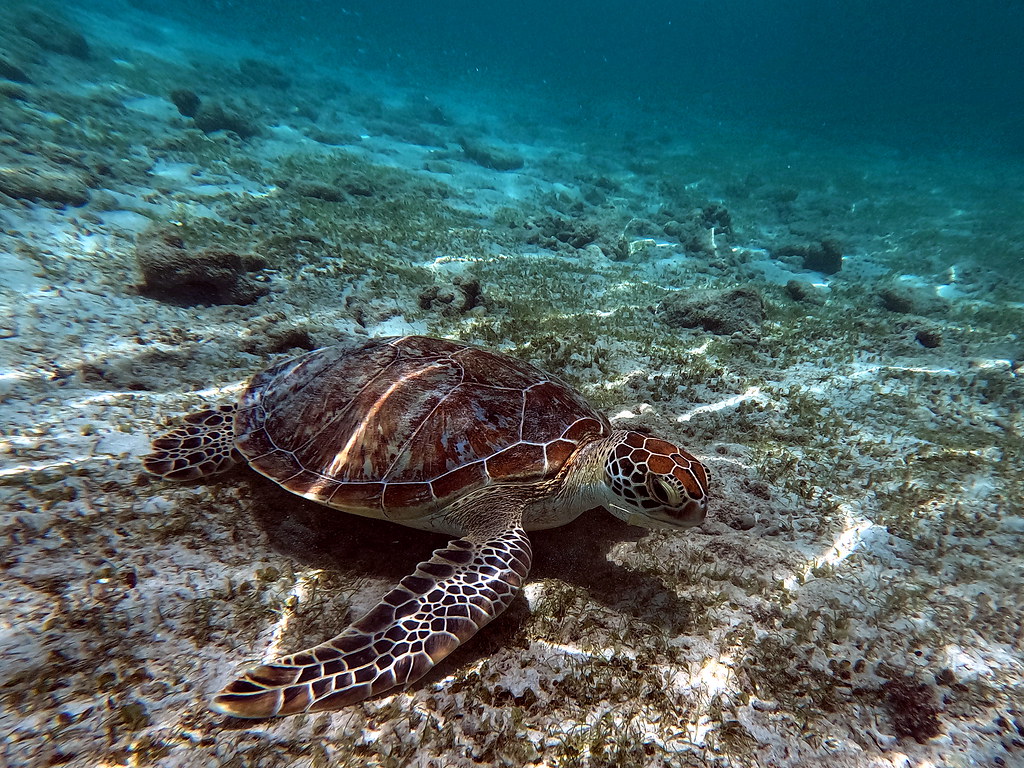 Ocean's wonder